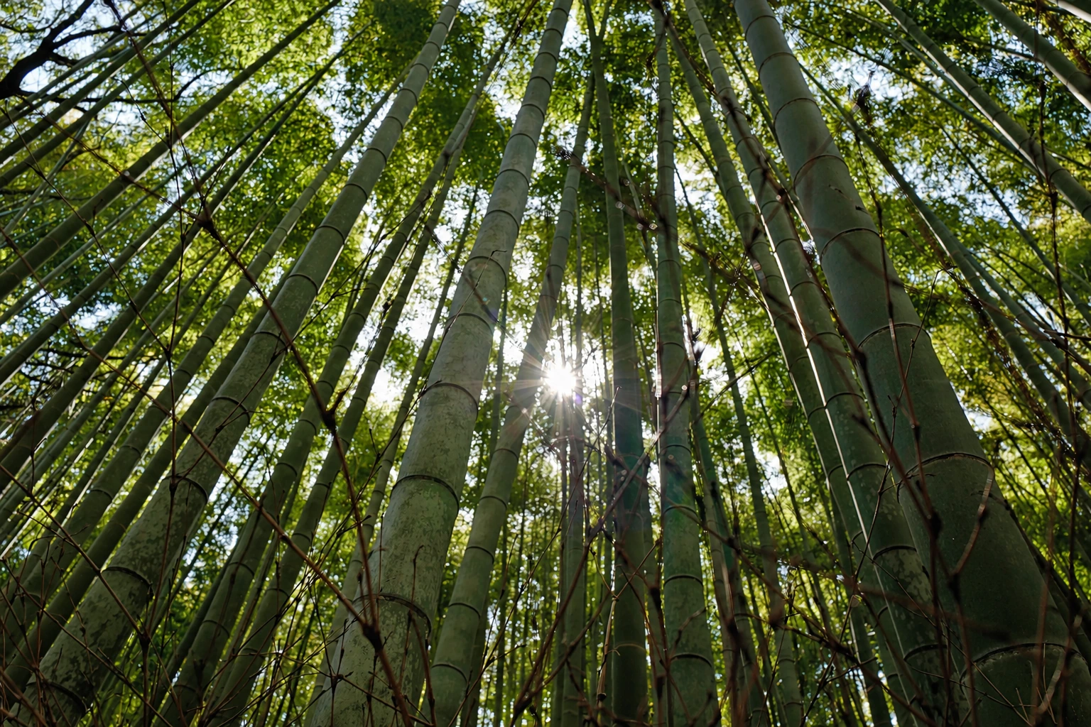 Kyoto — Bamboo canopy